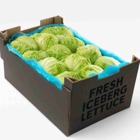 Fresh Iceberg Lettuce x12 Box Case – Crisp Premium Wholesale Lettuce